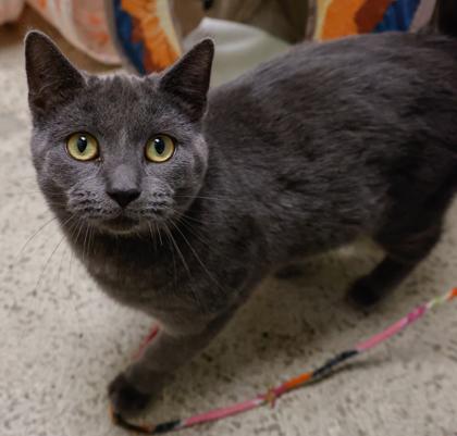 Enlarge Molly (bonded with Matilda), a Adoptable mixed breed in Verona, WI image 2/3