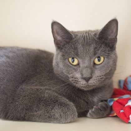 Enlarge Molly (bonded with Matilda), a Adoptable mixed breed in Verona, WI image 3/3