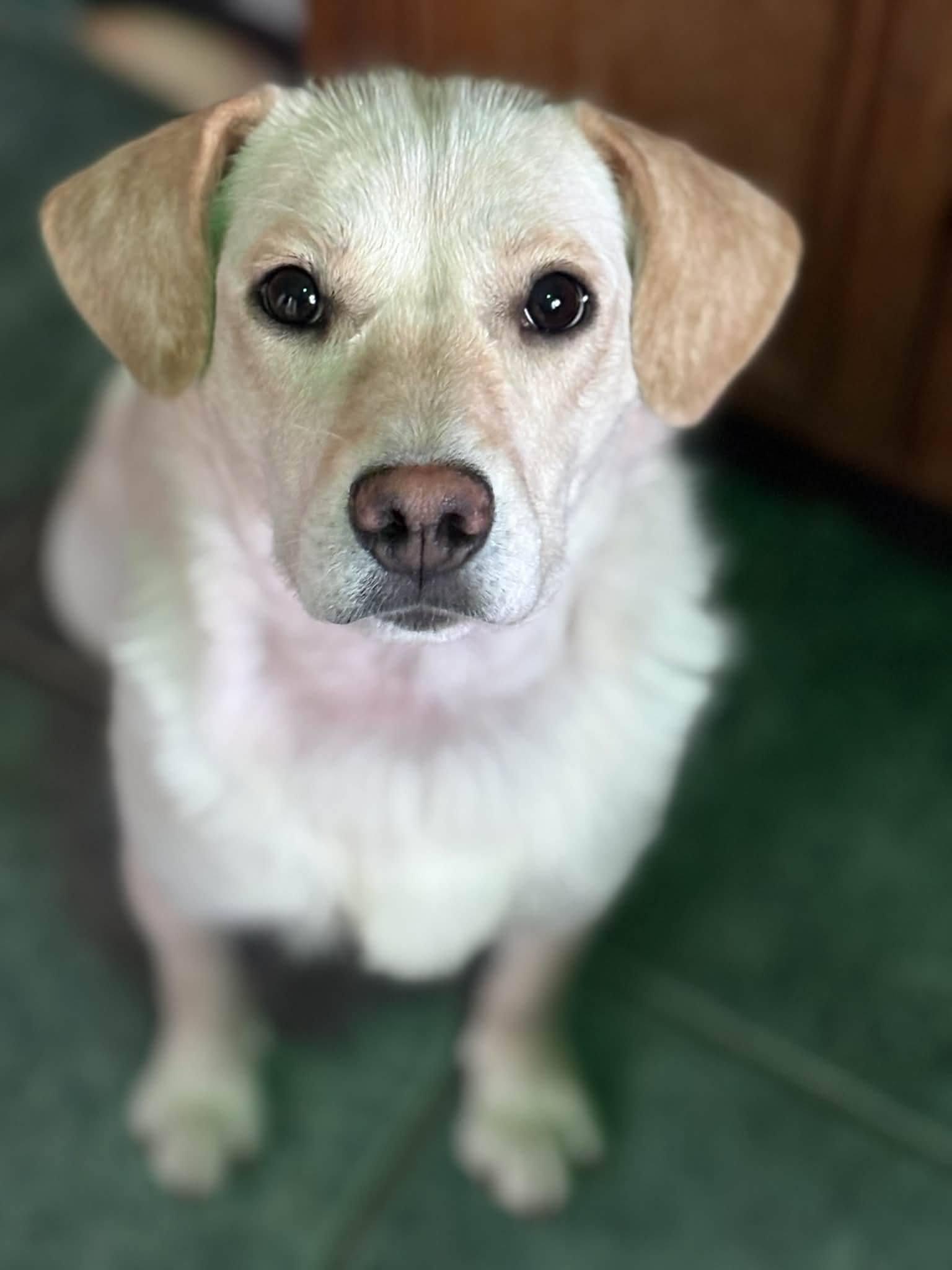 Enlarge Luna, a Adoptable mixed breed in Anchorage, AK image 1/1