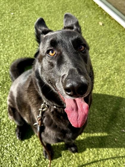 Ace, Adoptable, Adult Male Mixed Breed & Mixed Breed.