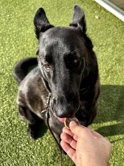 Enlarge Ace, a Adoptable mixed breed in Wichita, KS image 2/3