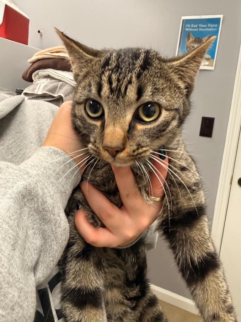 Pascal, Adoptable, Adult Male Domestic Short Hair.