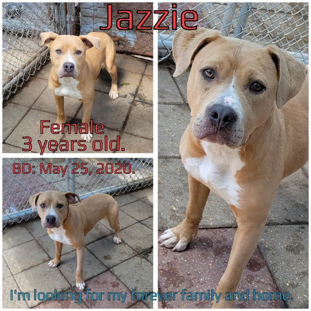 Jazzie — thumbnail 2