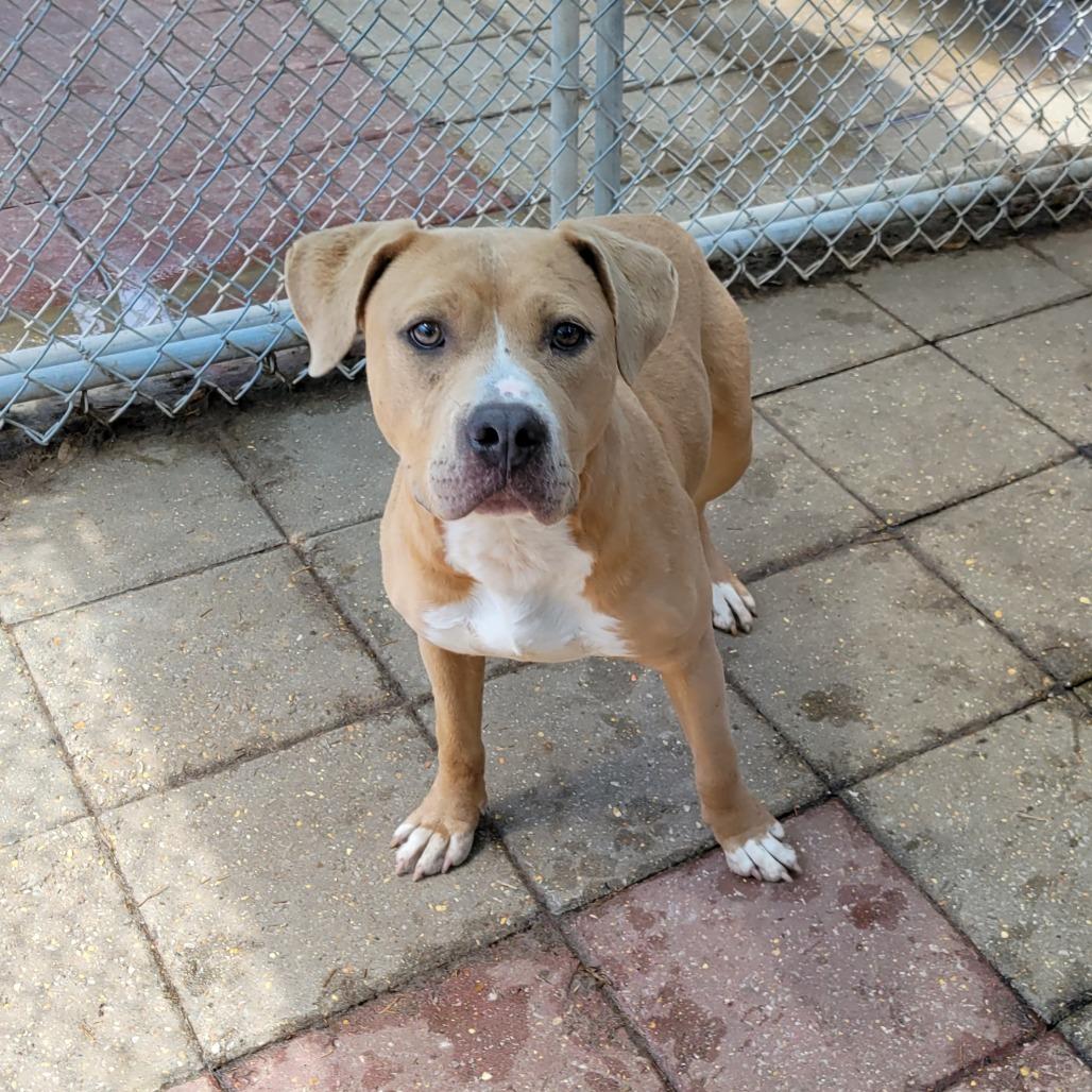 Jazzie — thumbnail 3