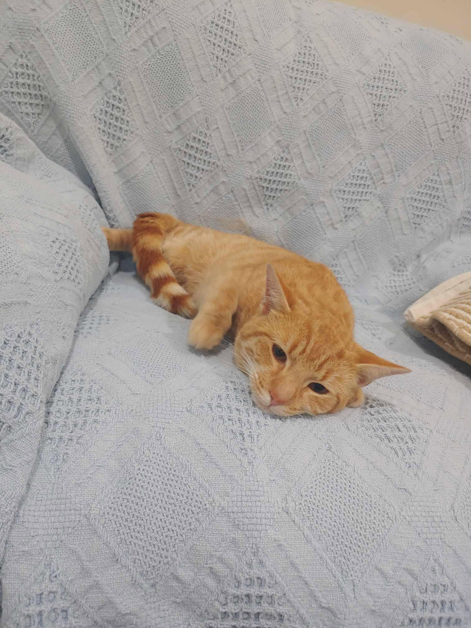 Enlarge Mango, a Adopted Domestic Short Hair in King George, VA image 1/3