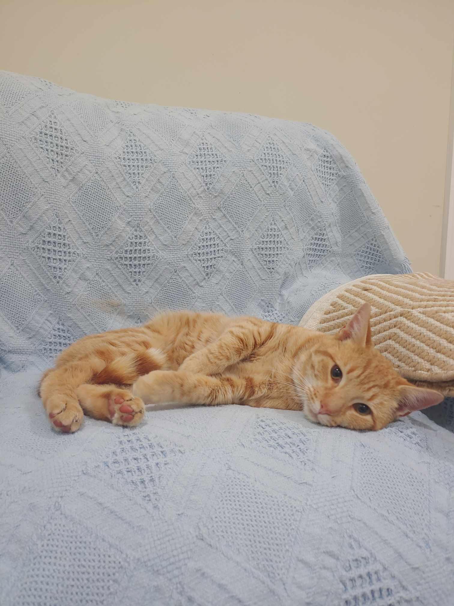 Enlarge Mango, a Adopted Domestic Short Hair in King George, VA image 2/3