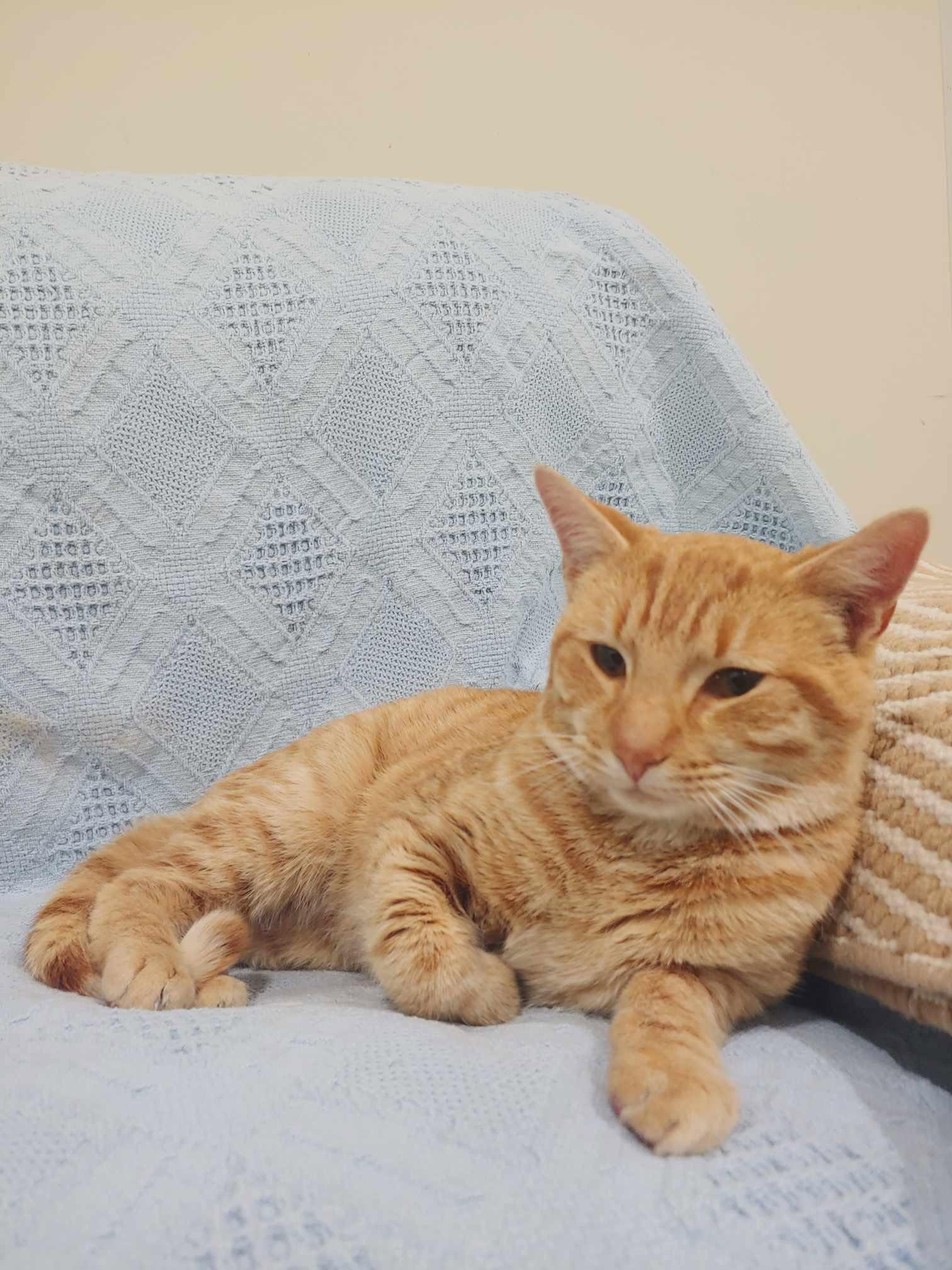 Enlarge Mango, a Adopted Domestic Short Hair in King George, VA image 3/3