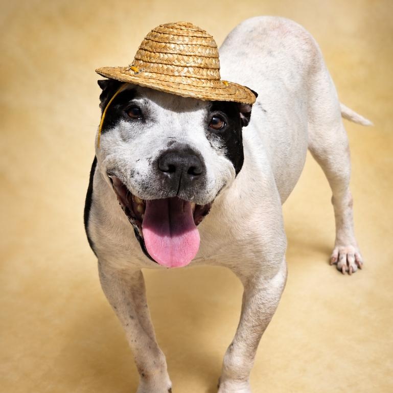 George, ADOPTABLE, Senior Male Pit Bull Terrier.