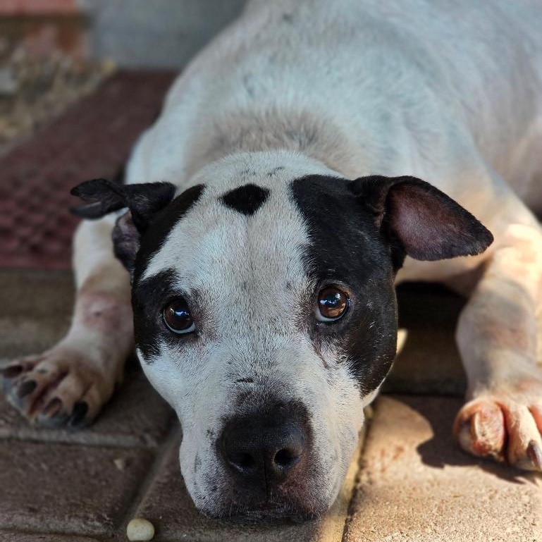 Enlarge George, a ADOPTABLE mixed breed in Phenix City, AL image 3/3