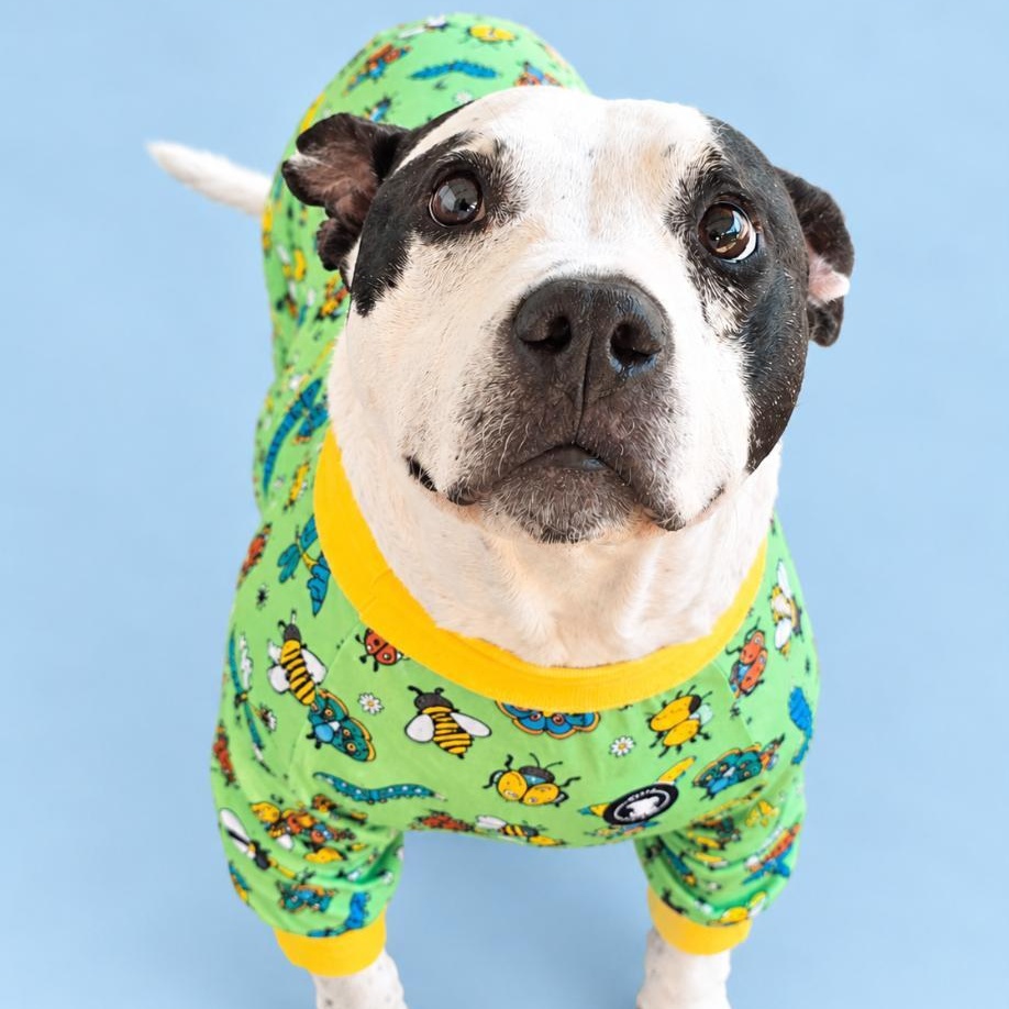 Enlarge George, a Adoptable mixed breed in Phenix City, AL image 1/4