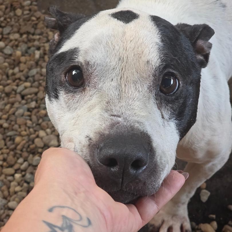 Enlarge George, a ADOPTABLE mixed breed in Phenix City, AL image 2/3