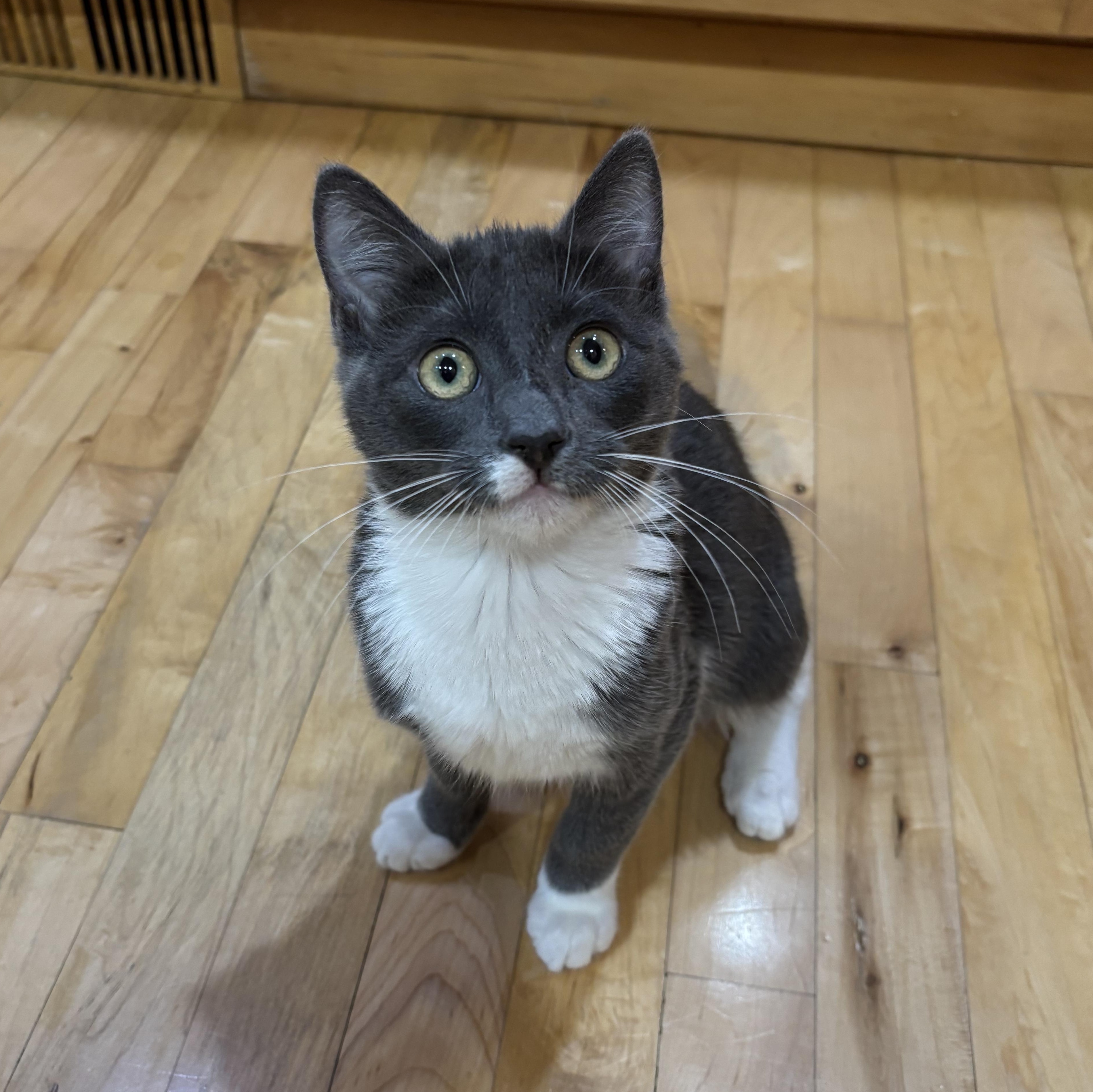 Bubbly, Adoptable, Kitten Male Domestic Short Hair.