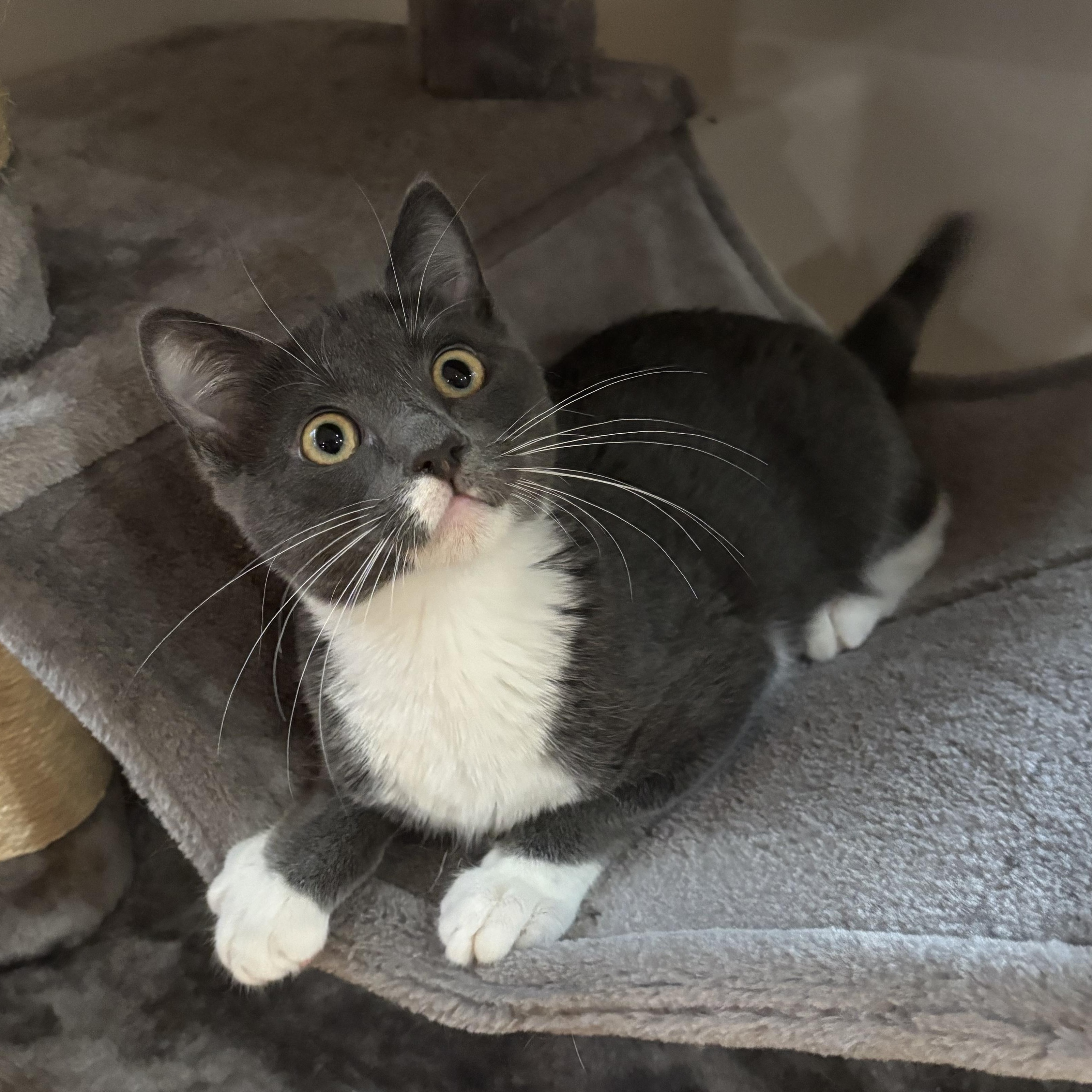 Bubbly, Adoptable, Kitten Male Domestic Short Hair.