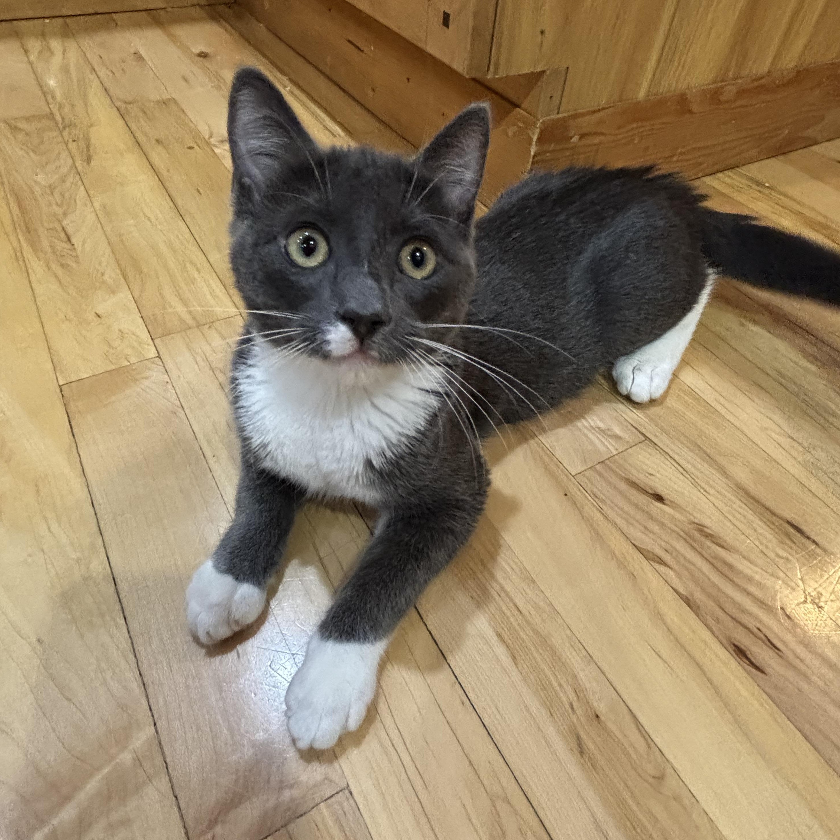 Enlarge Bubbly, a Adoptable Domestic Short Hair in Redmond, WA image 2/4