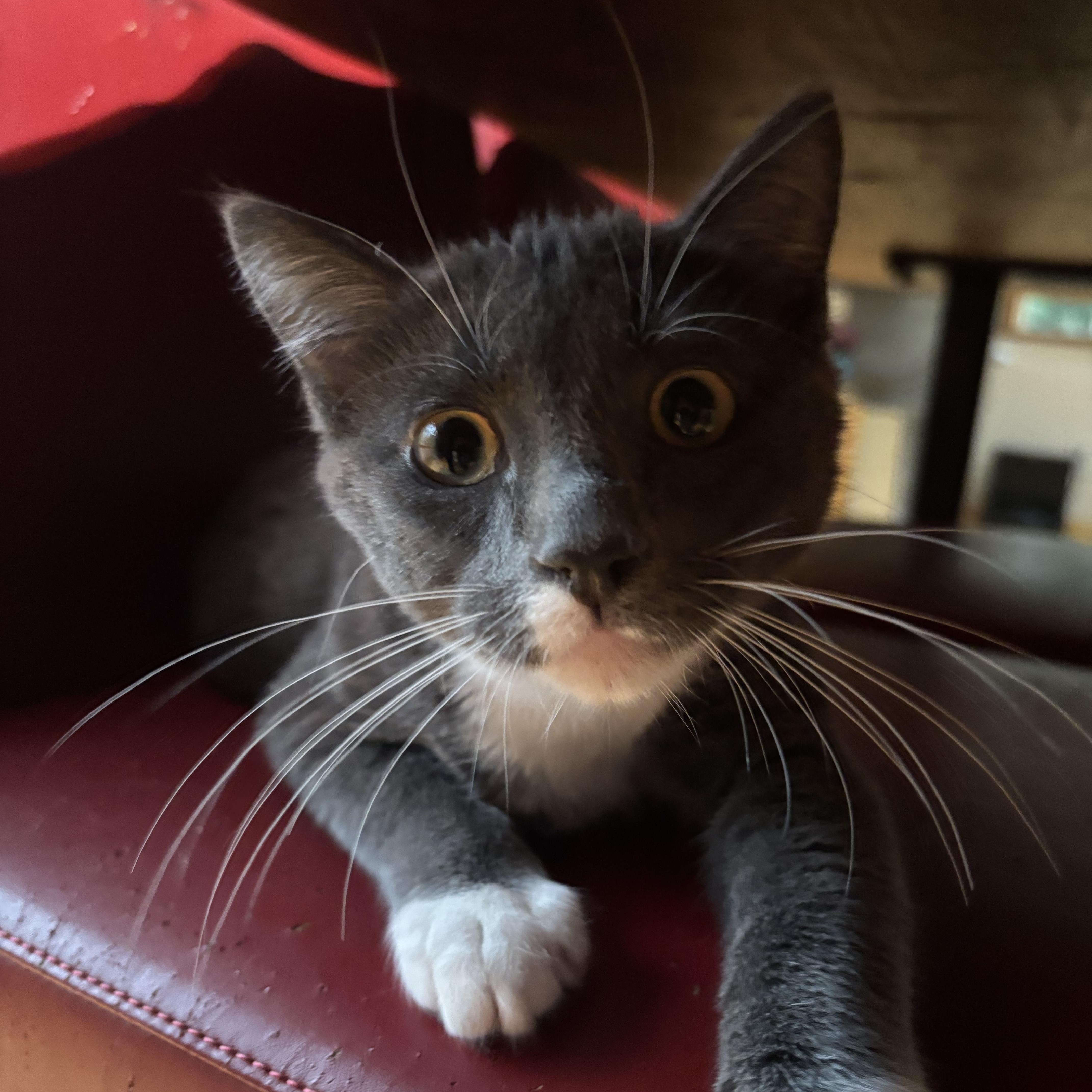 Enlarge Bubbly, a Adoptable Domestic Short Hair in Redmond, WA image 3/4