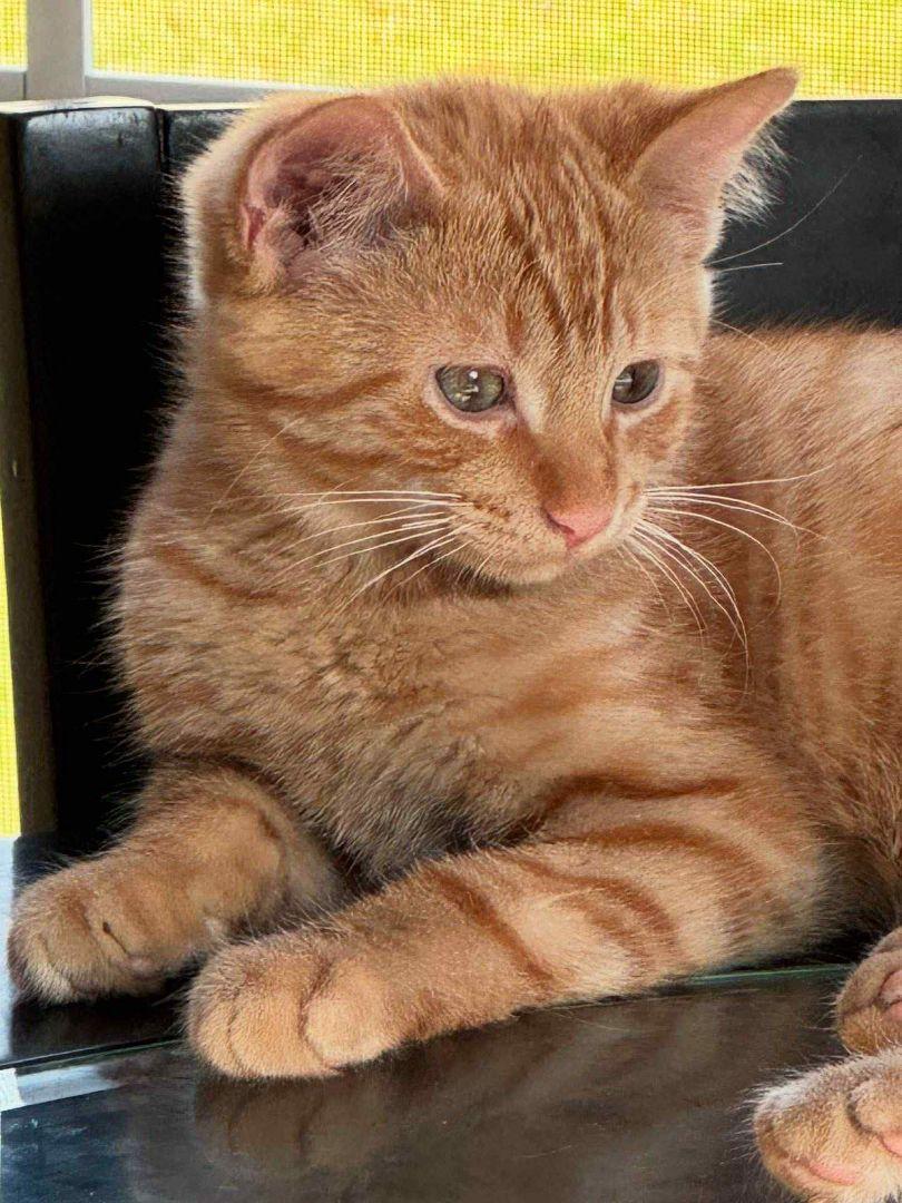 Enlarge Miracle's Tucker, an adoptable Domestic Short Hair in Eaton Rapids, MI image 3/4