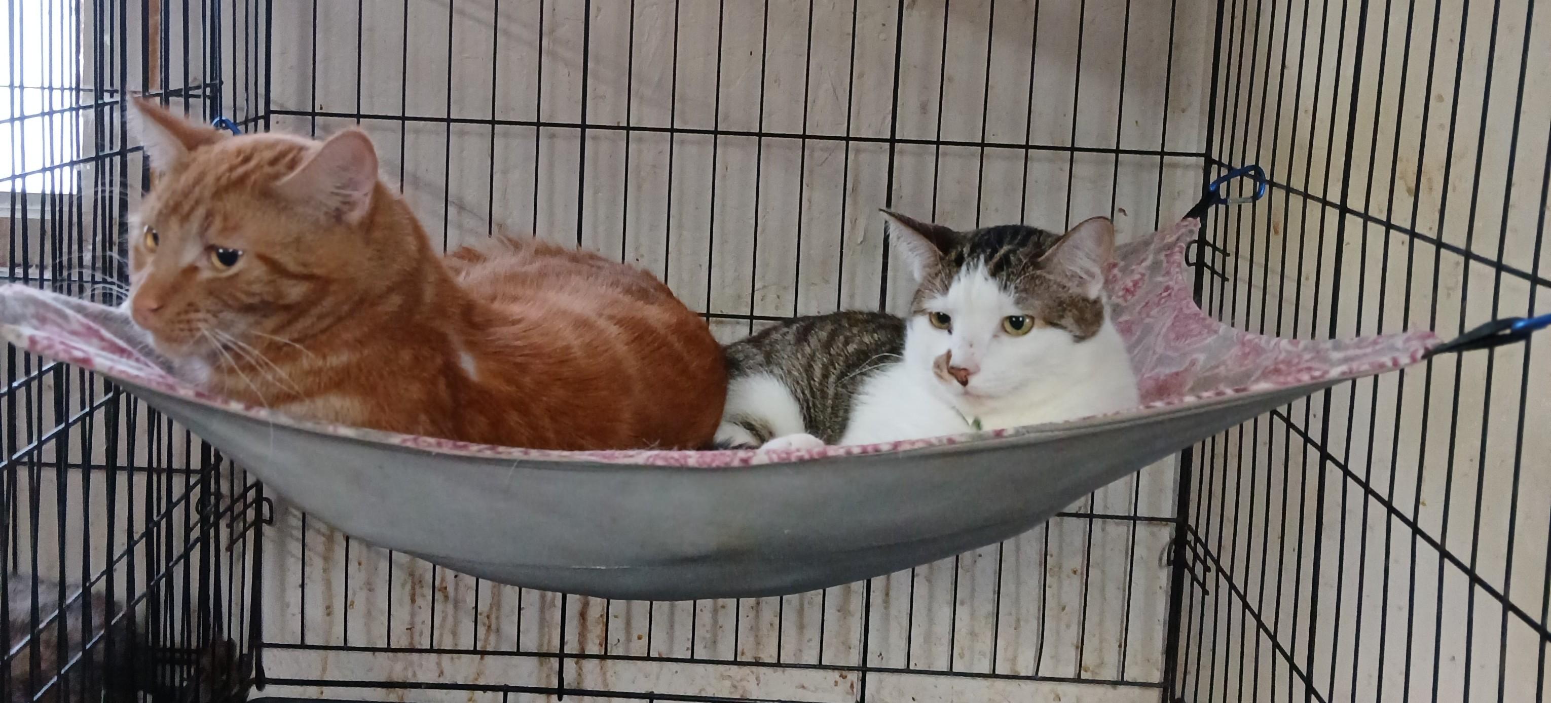 Enlarge Miracle's Tucker, an adoptable Domestic Short Hair in Eaton Rapids, MI image 2/4