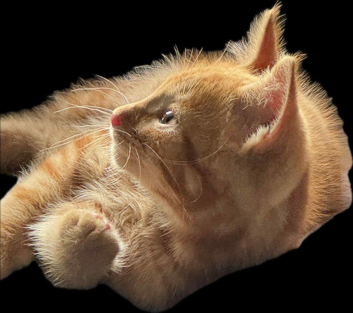 Enlarge Miracle's Tucker, an adoptable Domestic Short Hair in Eaton Rapids, MI image 4/4