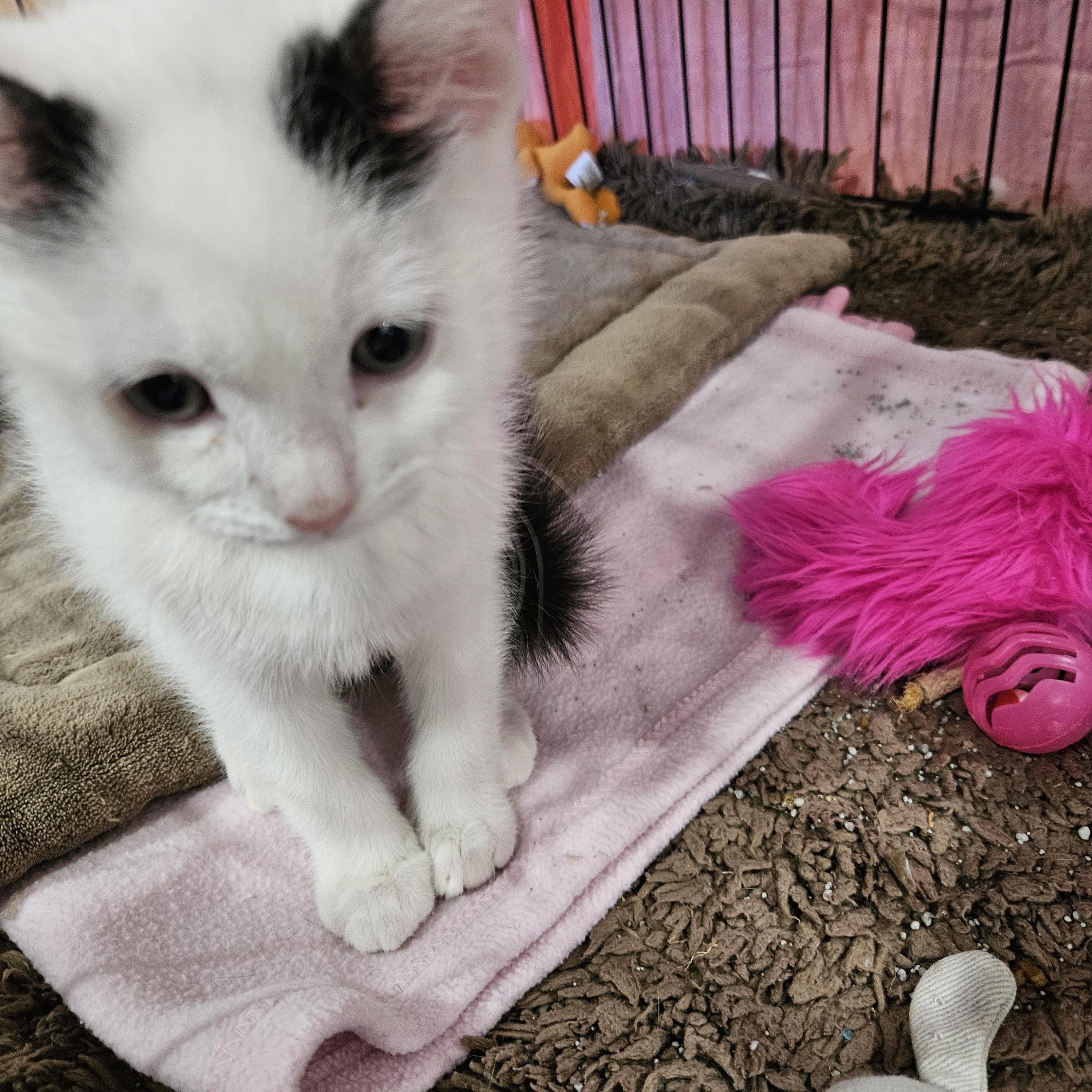 Mouse, Adoptable, Kitten Male Domestic Short Hair.