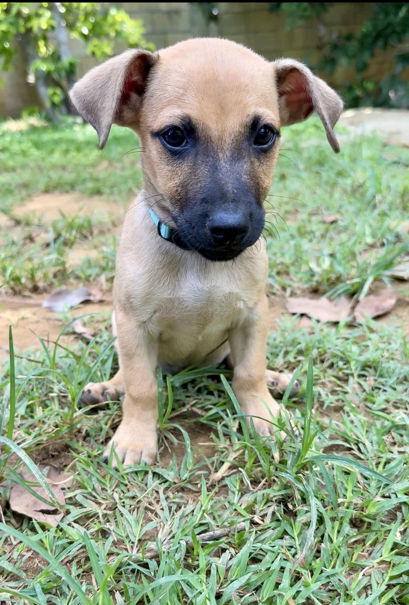 Enlarge Wavey - Sweet & Small Breed Boy Puppy! *Low adoption Fee* Non-Profit Rescue, a Adopted mixed breed in Boston, MA image 4/6