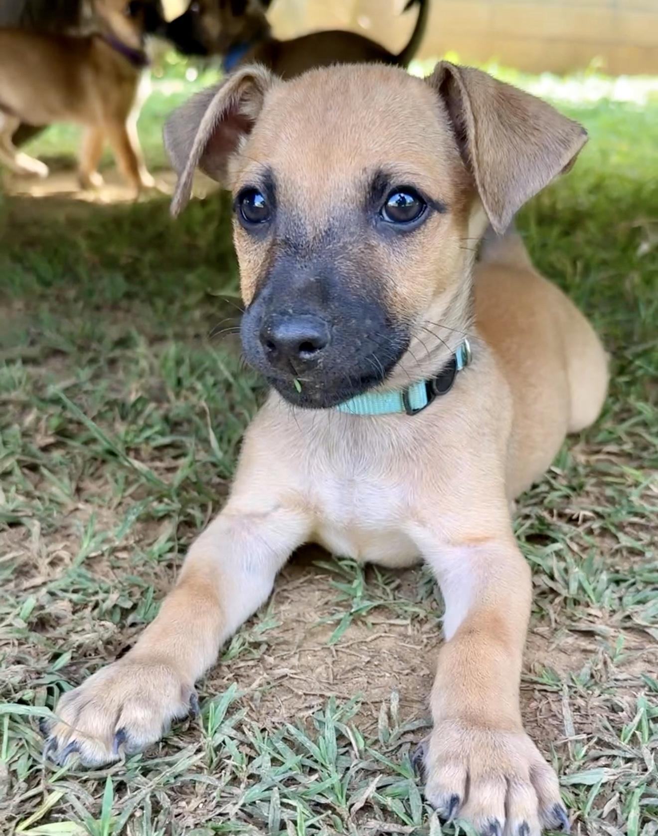 Enlarge Wavey - Sweet & Small Breed Boy Puppy! *Low adoption Fee* Non-Profit Rescue, a Adopted mixed breed in Boston, MA image 2/6