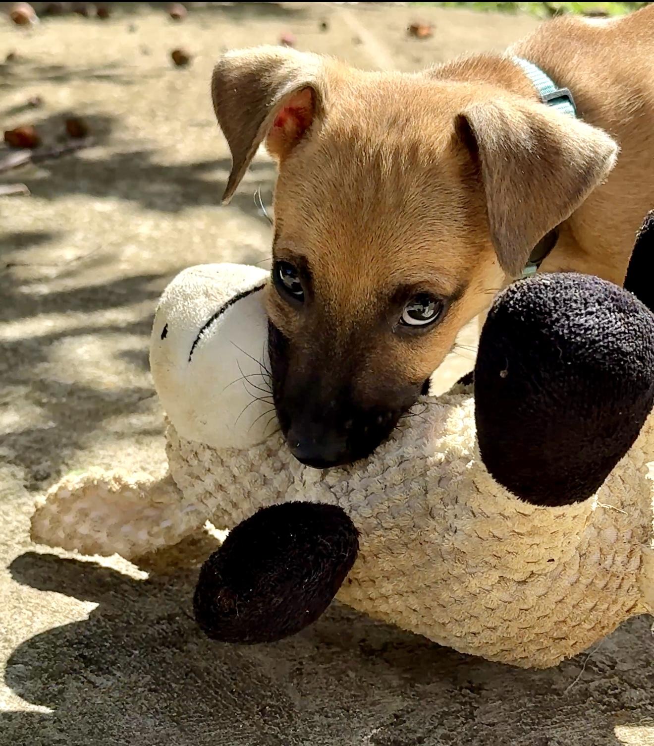 Enlarge Wavey - Sweet & Small Breed Boy Puppy! *Low adoption Fee* Non-Profit Rescue, a Adopted mixed breed in Boston, MA image 5/6