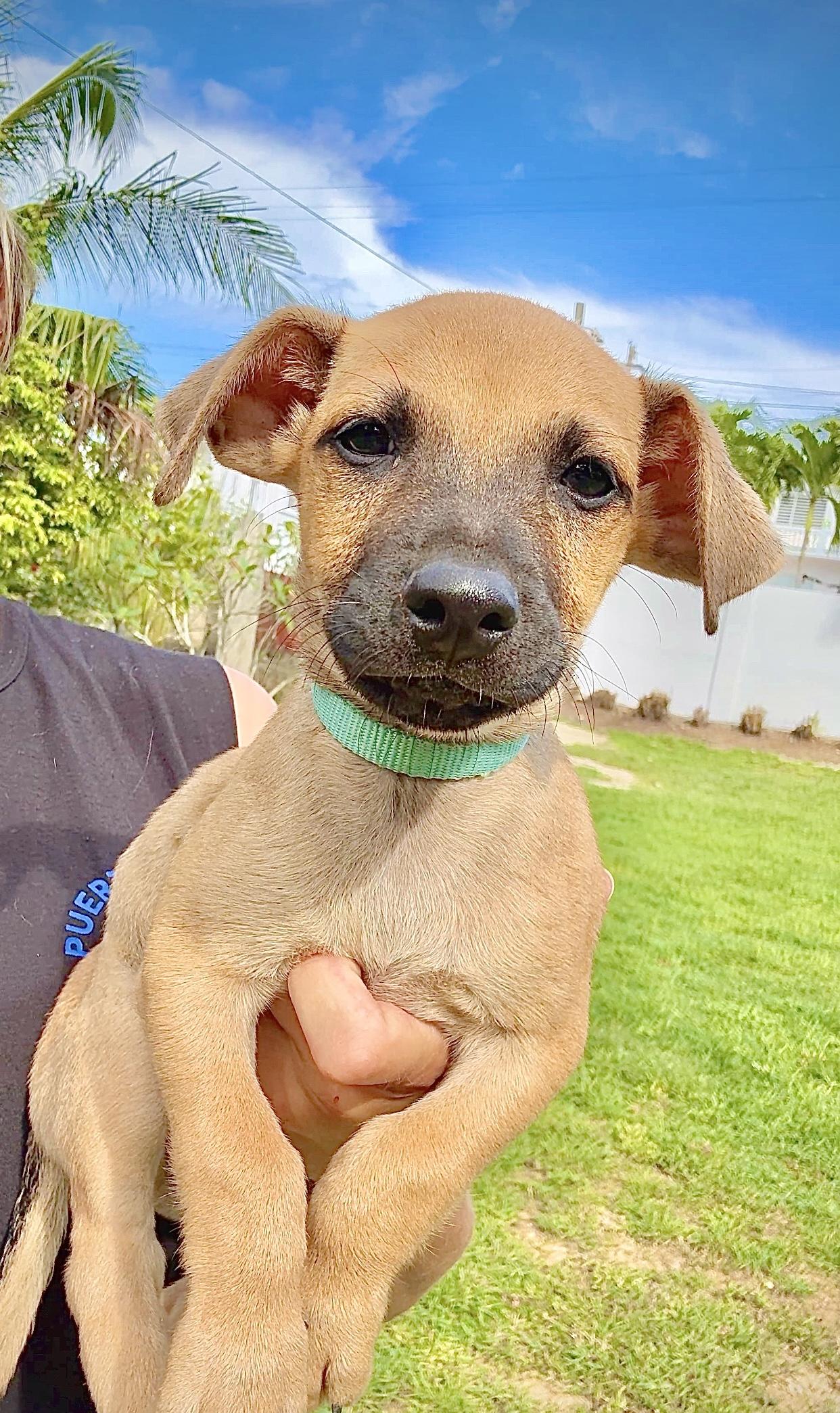 Enlarge Wavey - Sweet & Small Breed Boy Puppy! *Low adoption Fee* Non-Profit Rescue, a Adopted mixed breed in Boston, MA image 1/6