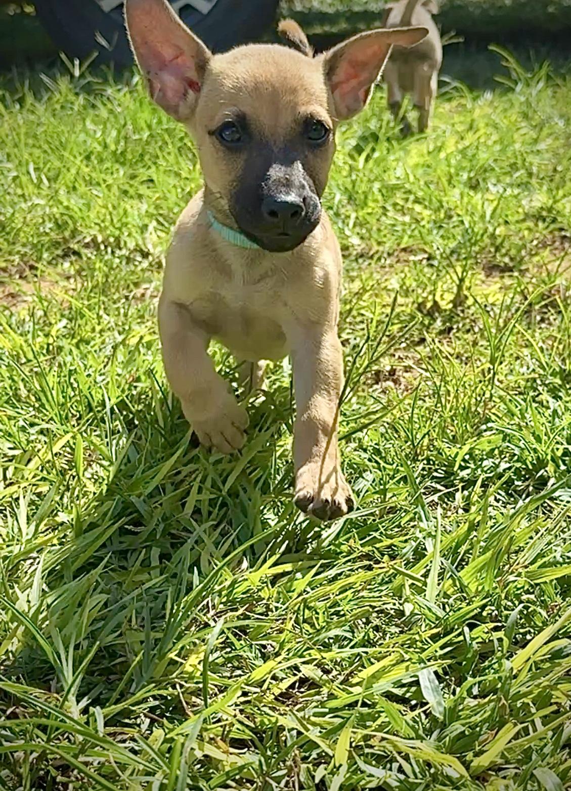 Enlarge Wavey - Sweet & Small Breed Boy Puppy! *Low adoption Fee* Non-Profit Rescue, a Adopted mixed breed in Boston, MA image 6/6