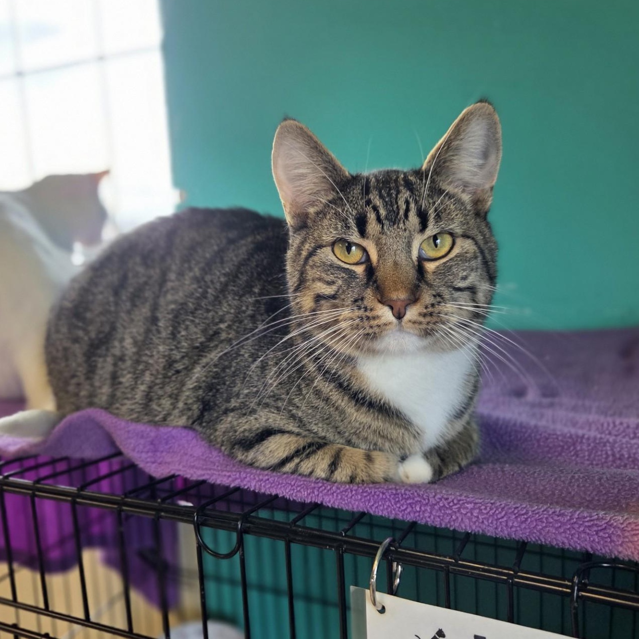 Palisades, Adoptable, Adult Male Domestic Short Hair.