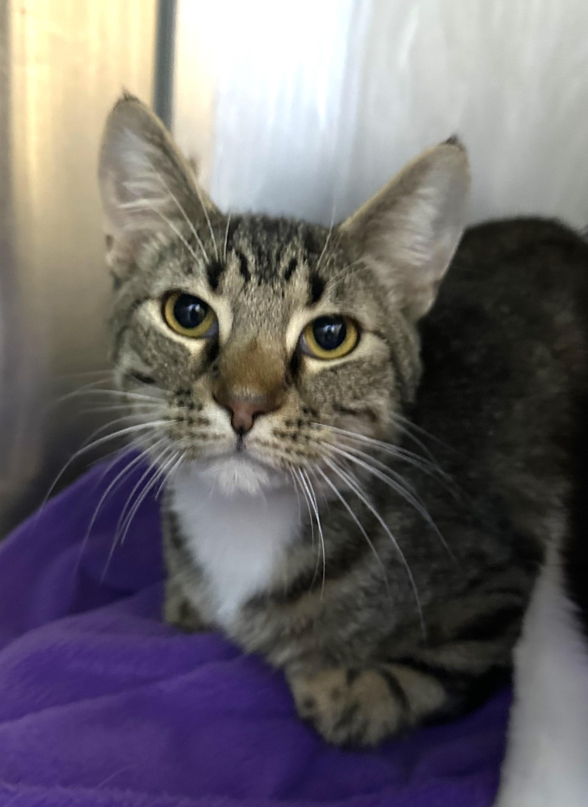 Palisades, a Adoptable Domestic Short Hair in Brookings, SD image 2/2