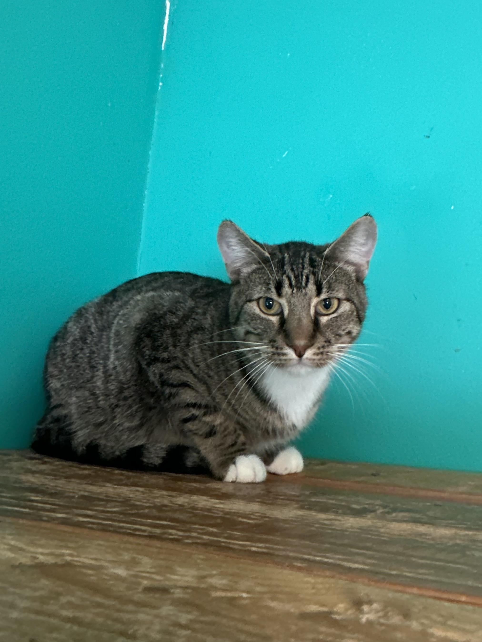 Palisades, Adoptable, Adult Male Domestic Short Hair.
