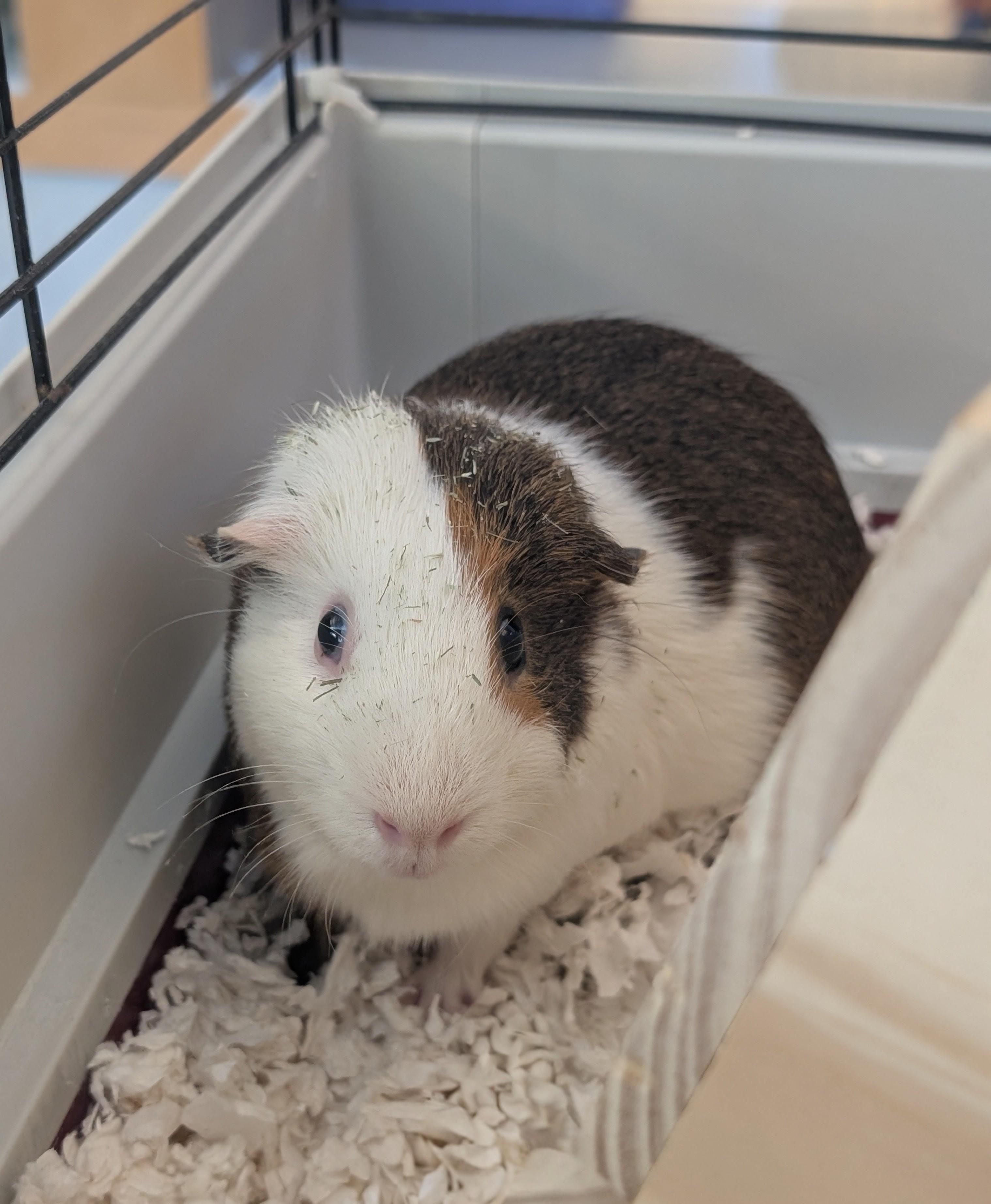 Enlarge Charlie Brown, a ADOPTABLE Guinea Pig in Cedar Rapids, IA image 1/4