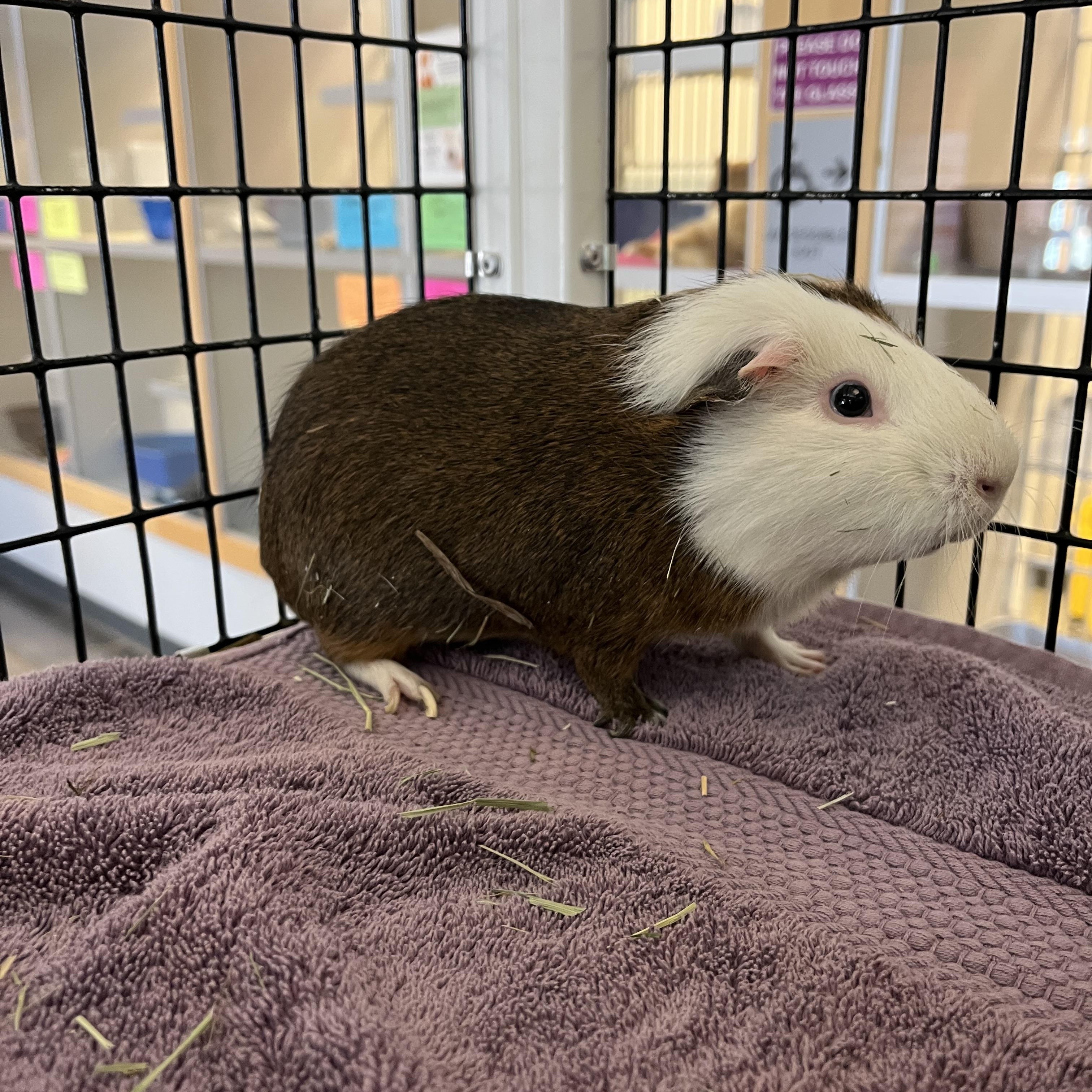 Enlarge Charlie Brown, a ADOPTABLE Guinea Pig in Cedar Rapids, IA image 2/4
