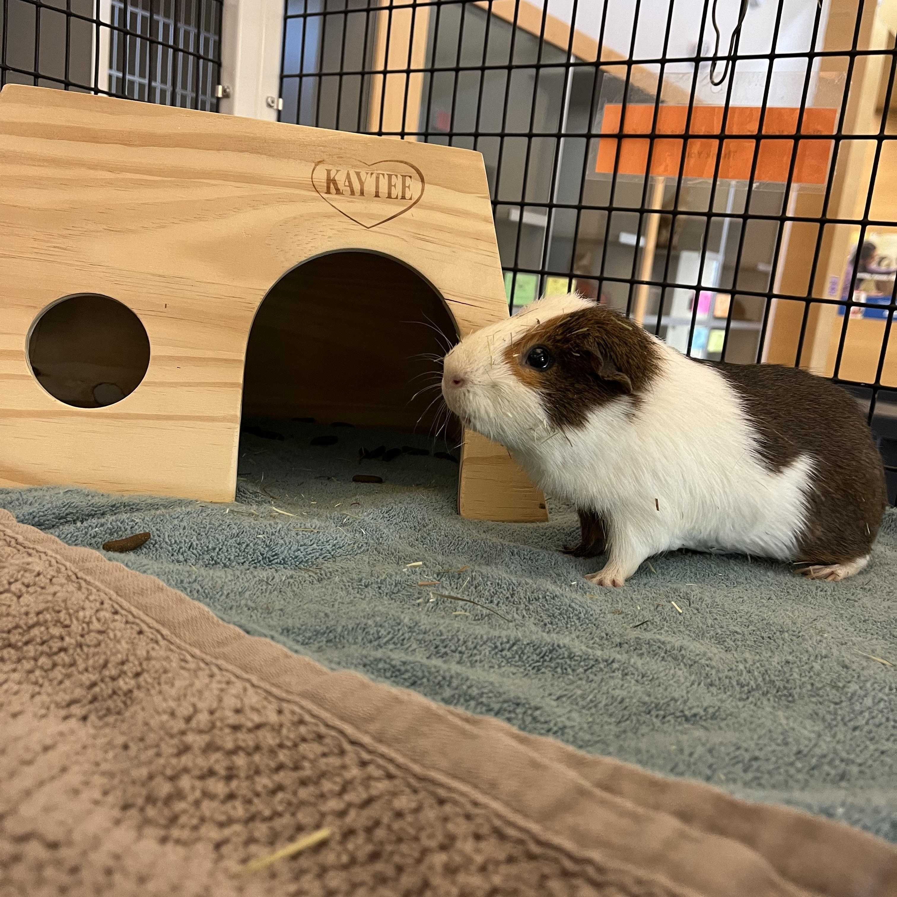 Enlarge Charlie Brown, a ADOPTABLE Guinea Pig in Cedar Rapids, IA image 3/4