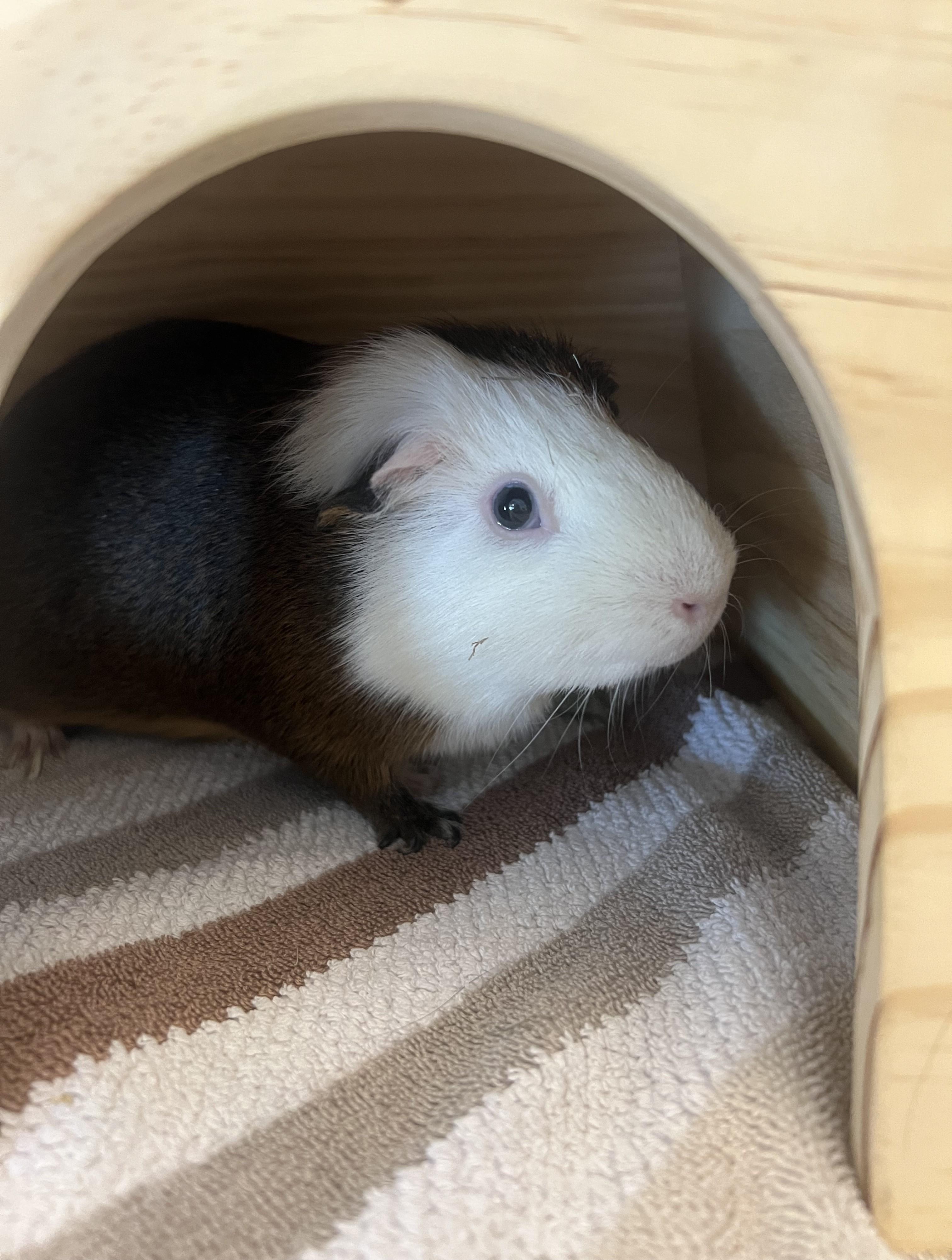 Enlarge Charlie Brown, a ADOPTABLE Guinea Pig in Cedar Rapids, IA image 4/4