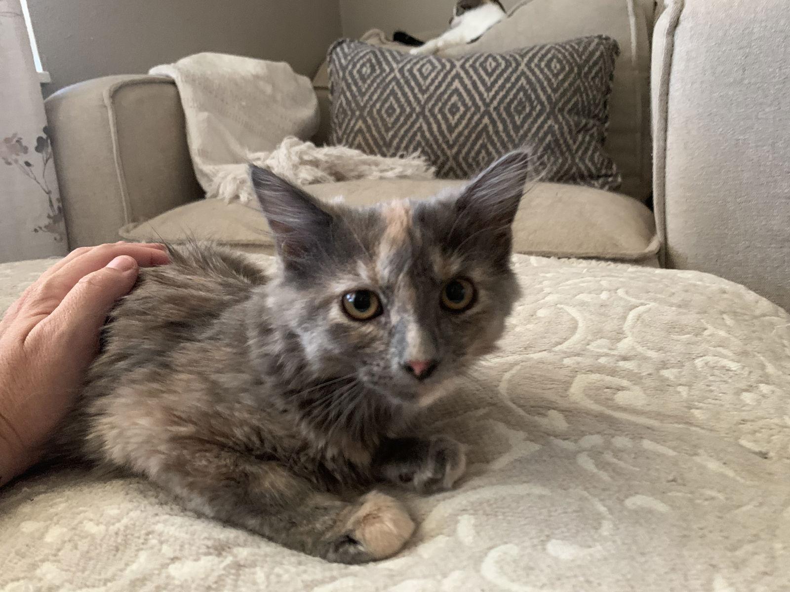 Olandria, Adopted, Kitten Female Dilute Tortoiseshell.