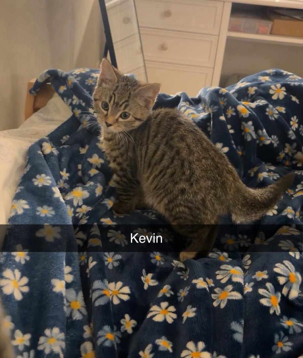Kevin, Adopted, Young Male Domestic Short Hair.