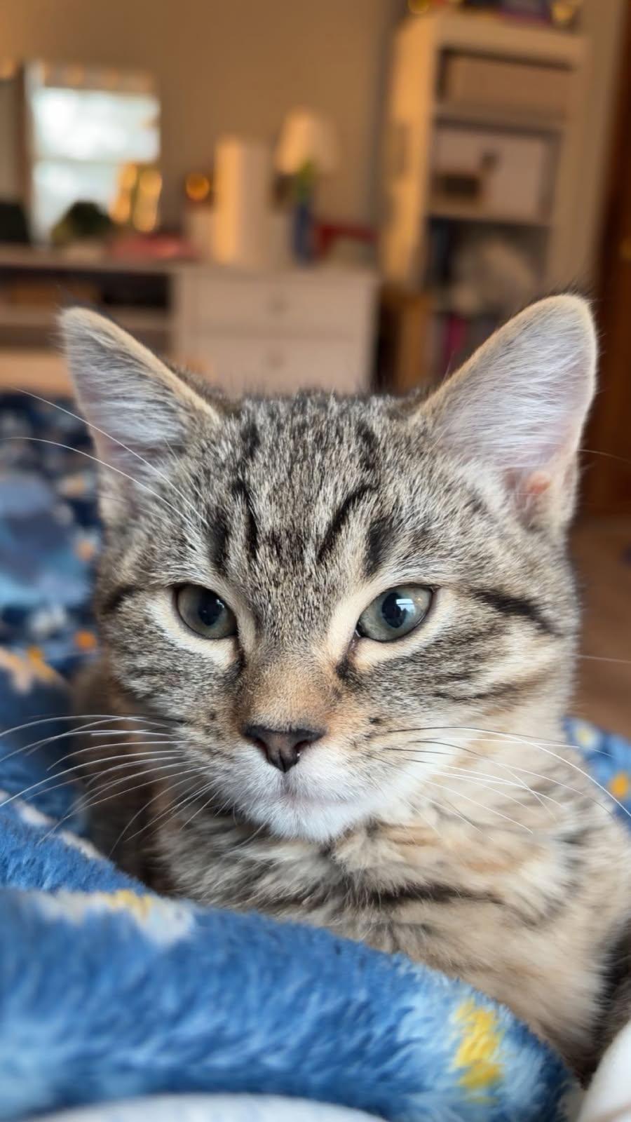 Enlarge Kevin, a Adopted Domestic Short Hair in East Derry, NH image 2/2