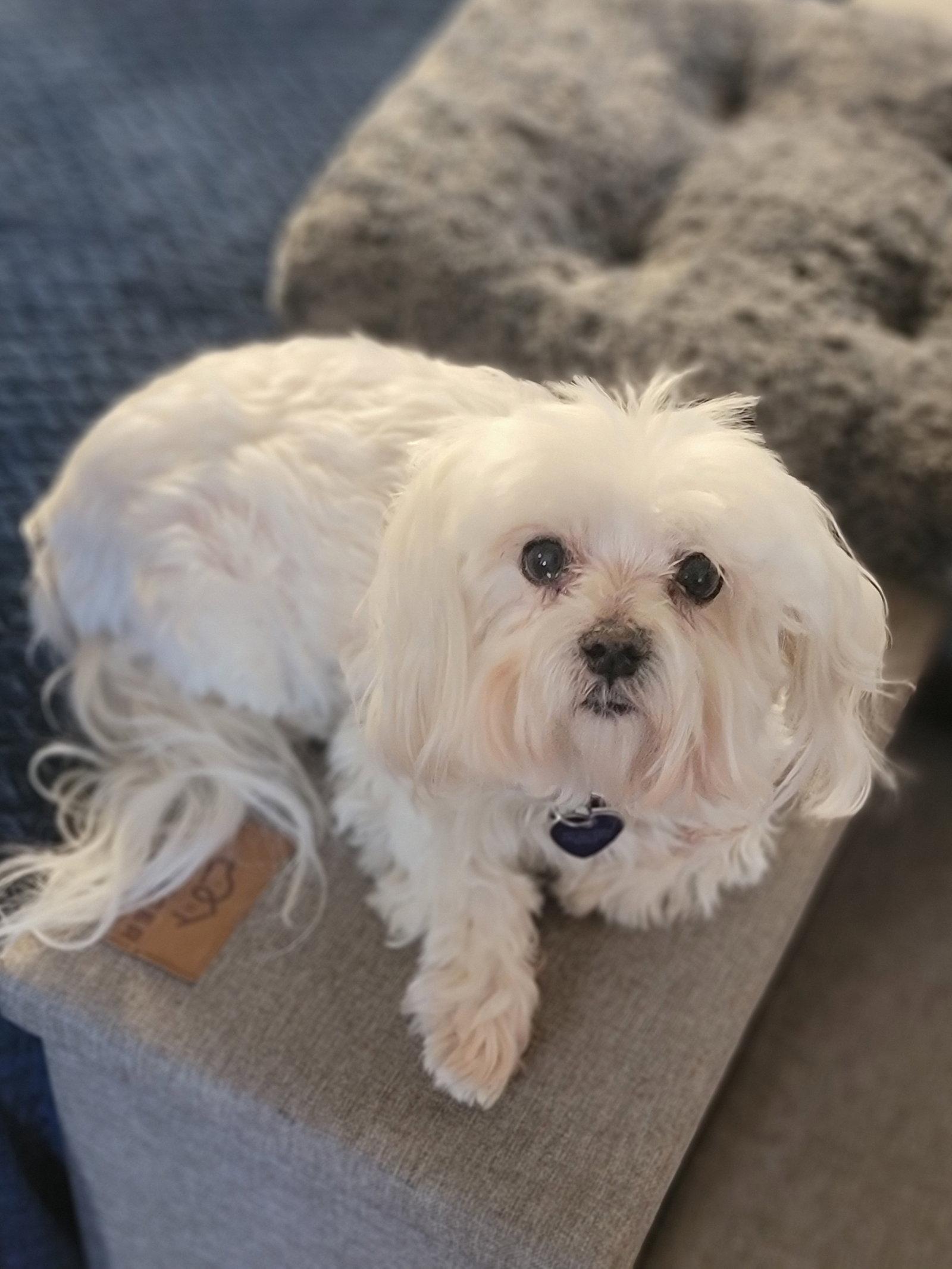 Enlarge Sophie (Video), a Adopted Maltese in Cuyahoga Falls, OH image 1/3