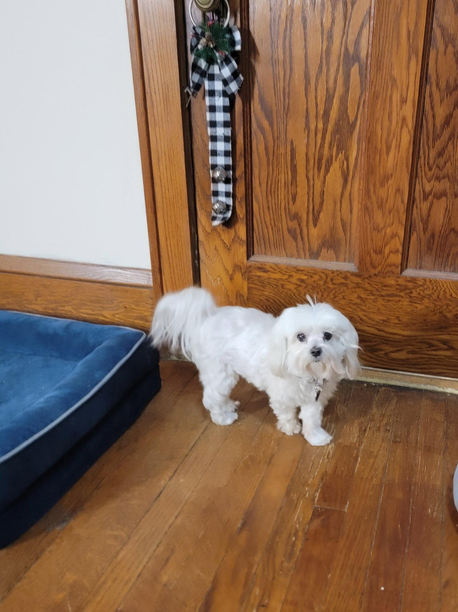 Enlarge Sophie (Video), a Adopted Maltese in Cuyahoga Falls, OH image 3/3