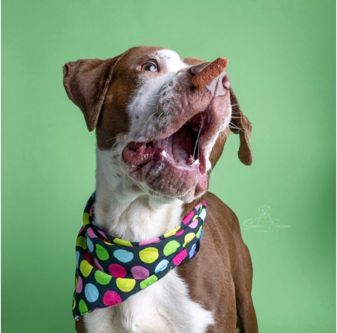 Enlarge Jasper , a ADOPTABLE mixed breed in Millington, TN image 3/5