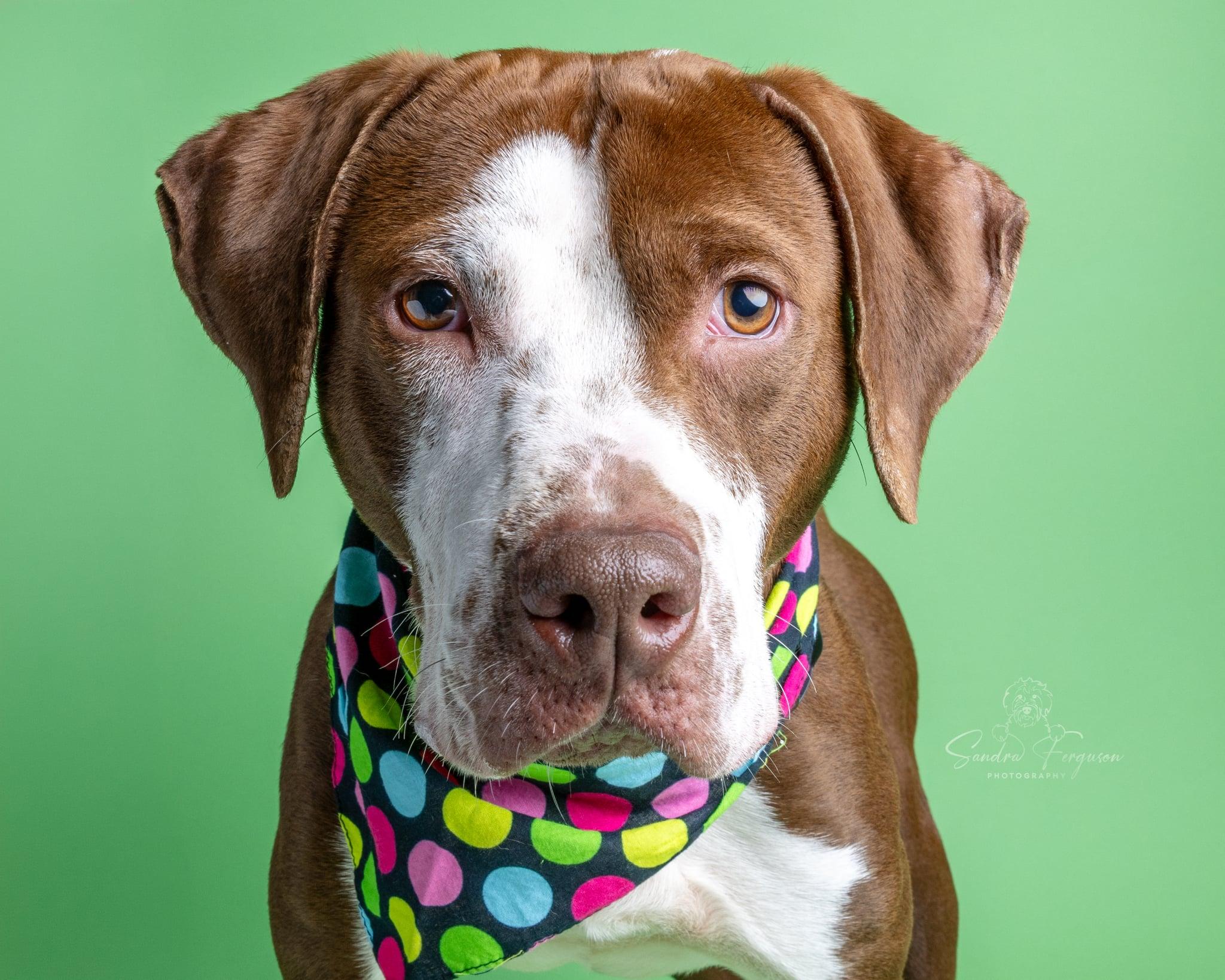 Enlarge Jasper , a ADOPTABLE mixed breed in Millington, TN image 4/5