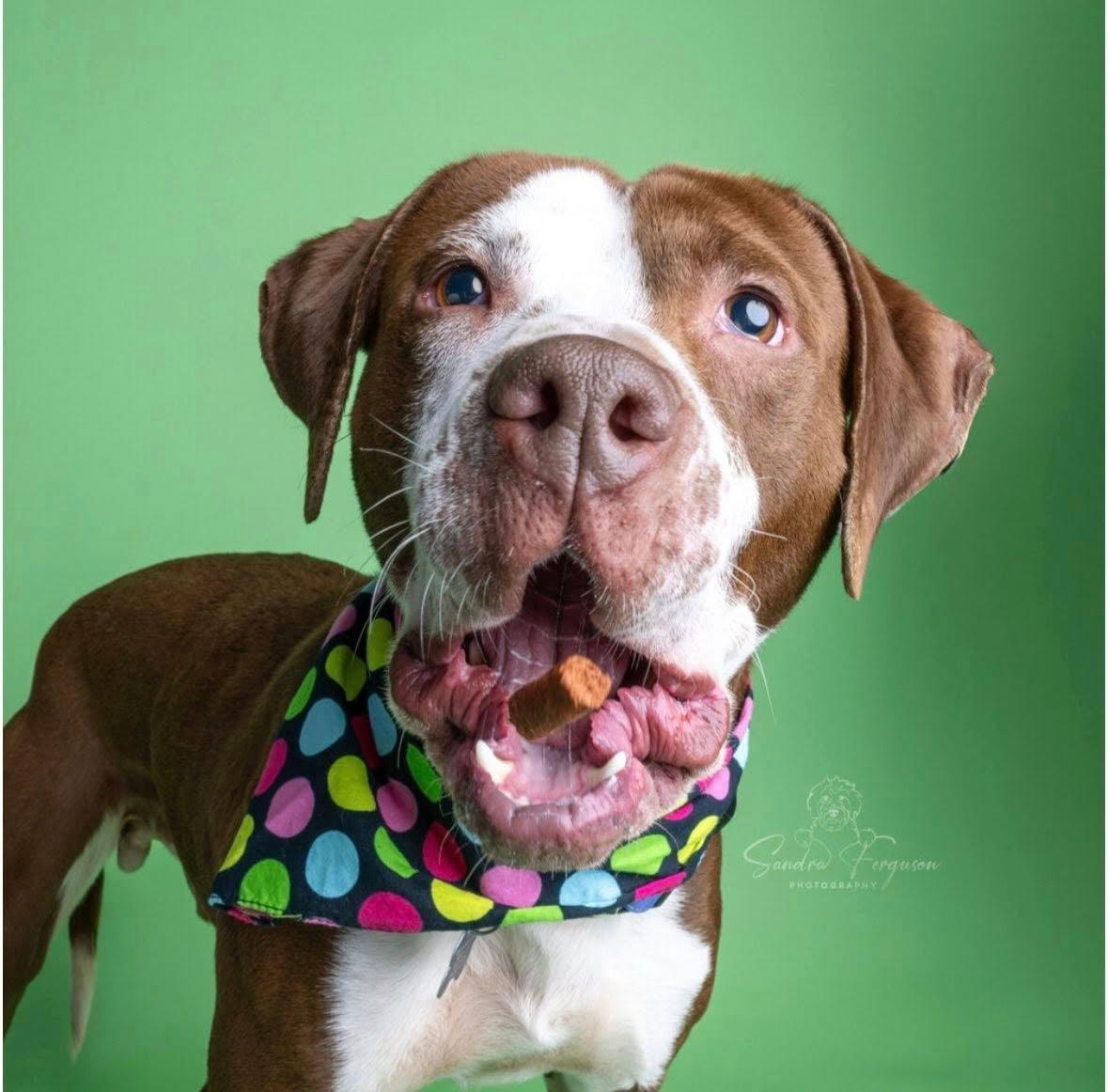 Enlarge Jasper , a ADOPTABLE mixed breed in Millington, TN image 5/5