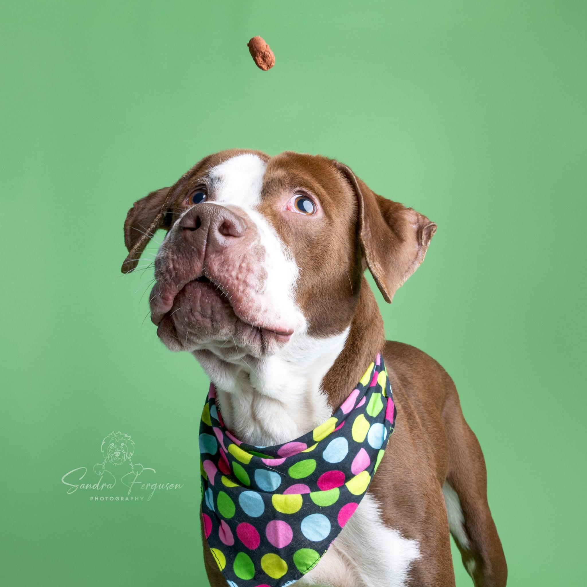 Jasper , ADOPTABLE, Adult Male Hound.