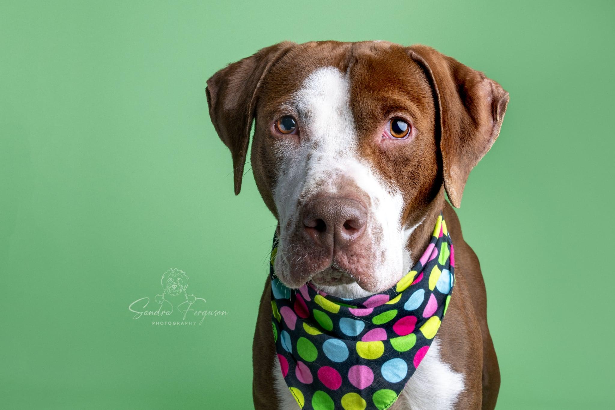 Enlarge Jasper , a ADOPTABLE mixed breed in Millington, TN image 2/5