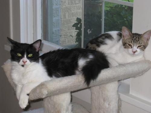 Enlarge Layla, a Adoptable mixed breed in Houston, TX image 1/3