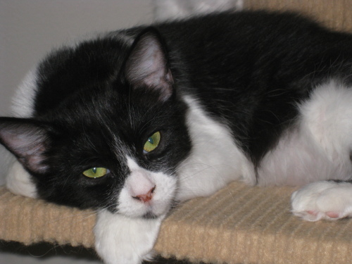 Enlarge Layla, a Adoptable mixed breed in Houston, TX image 3/3