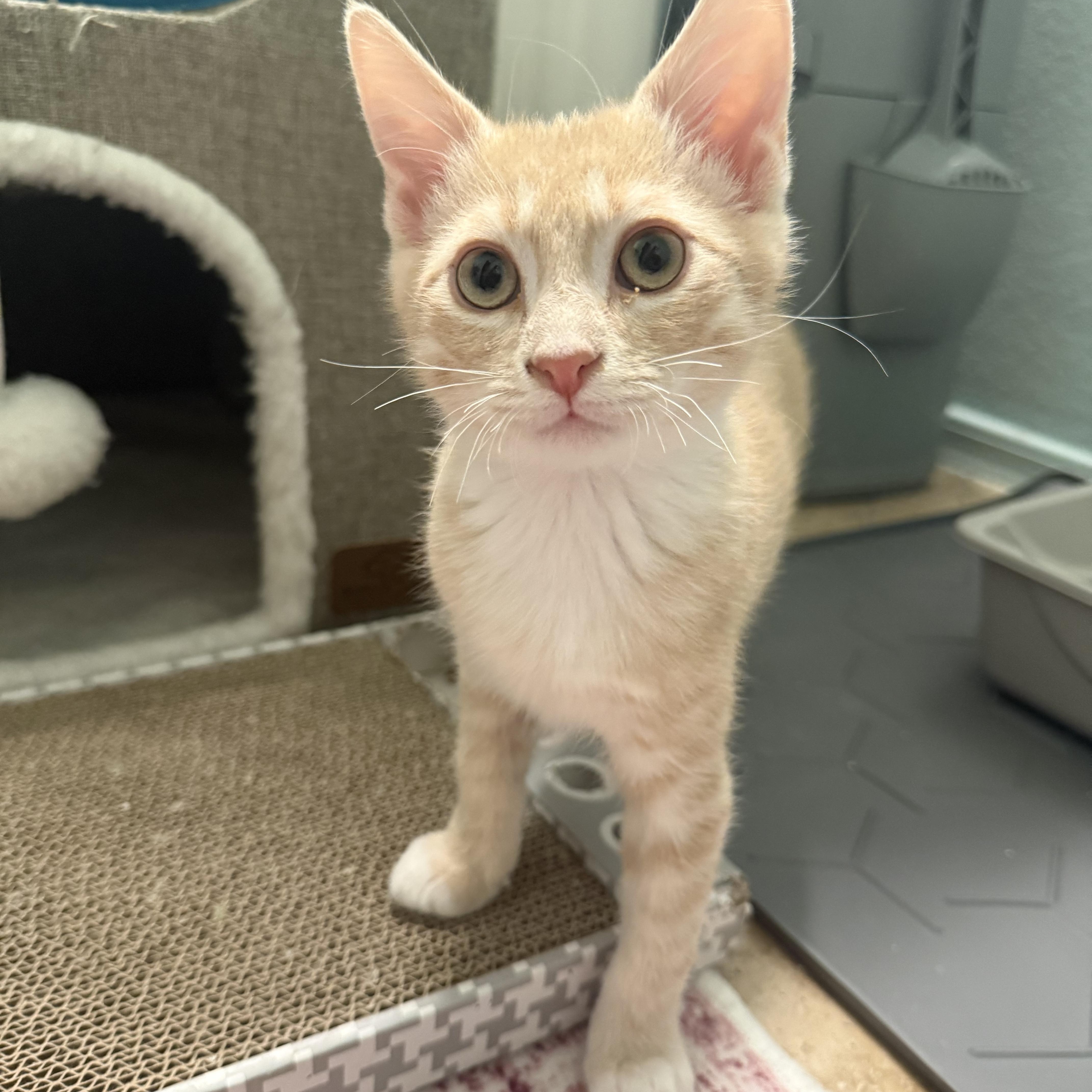 Siggi, ADOPTABLE, Kitten Male Domestic Short Hair.
