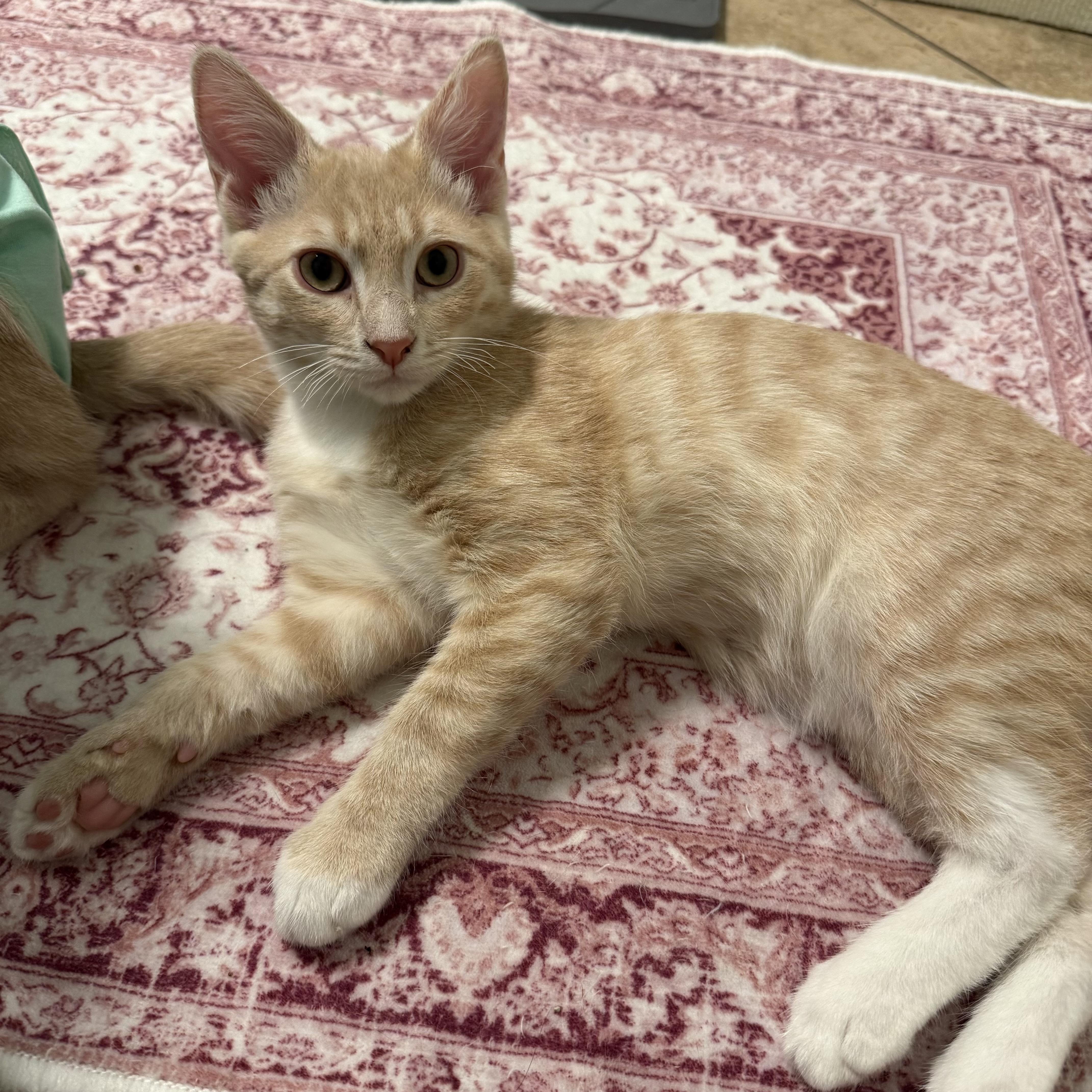 Enlarge Siggi, a ADOPTABLE Domestic Short Hair in Chandler, AZ image 2/2