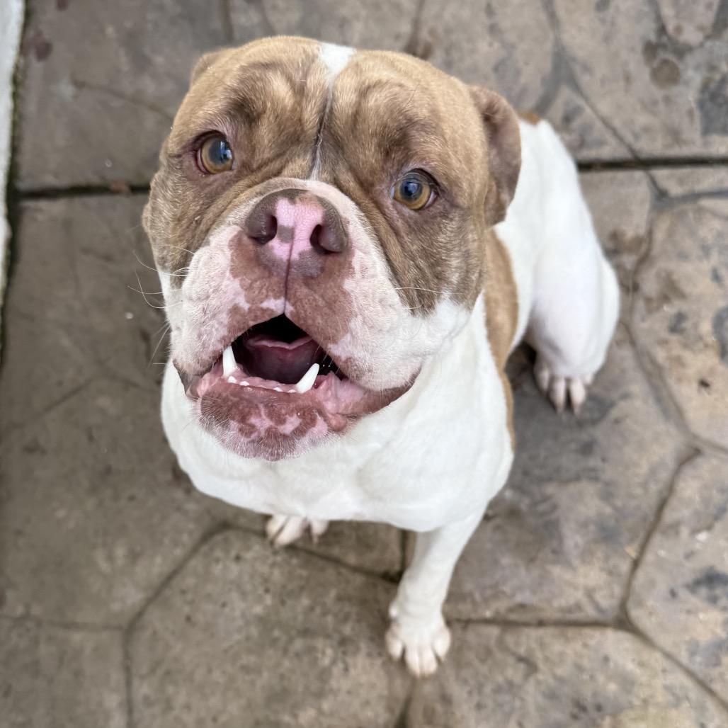 Enlarge Lady Beatrix (Mama), a Adoptable American Bulldog in Sacramento, CA image 1/6
